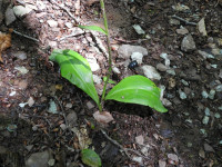 Platanthera bifolia