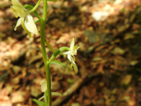 Platanthera bifolia
