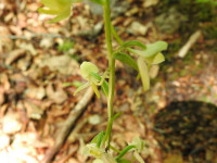 Platanthera bifolia