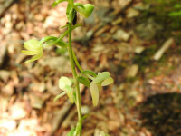 Platanthera bifolia