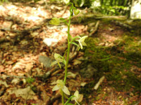 Platanthera bifolia