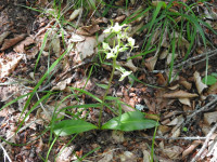 Platanthera bifolia