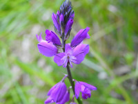 Polygala vulgaris