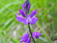 Polygala vulgaris