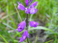 Polygala vulgaris