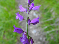 Polygala vulgaris