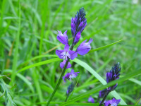 Polygala vulgaris