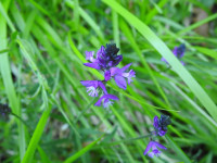 Polygala vulgaris