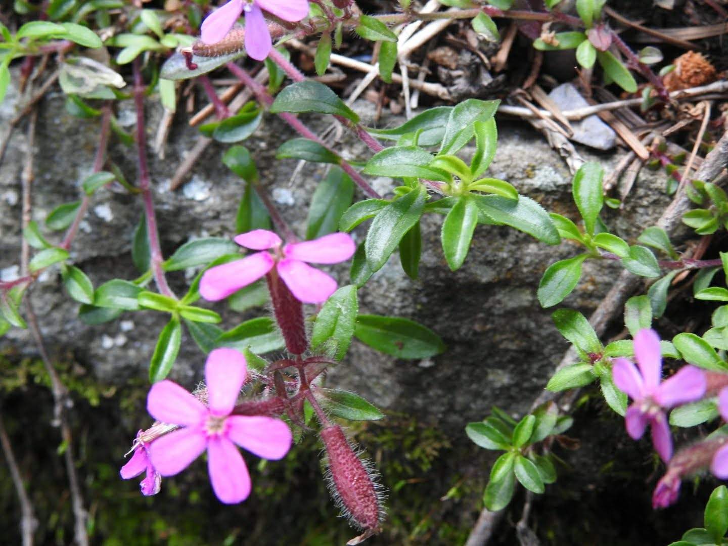 Saponaria ocymoides