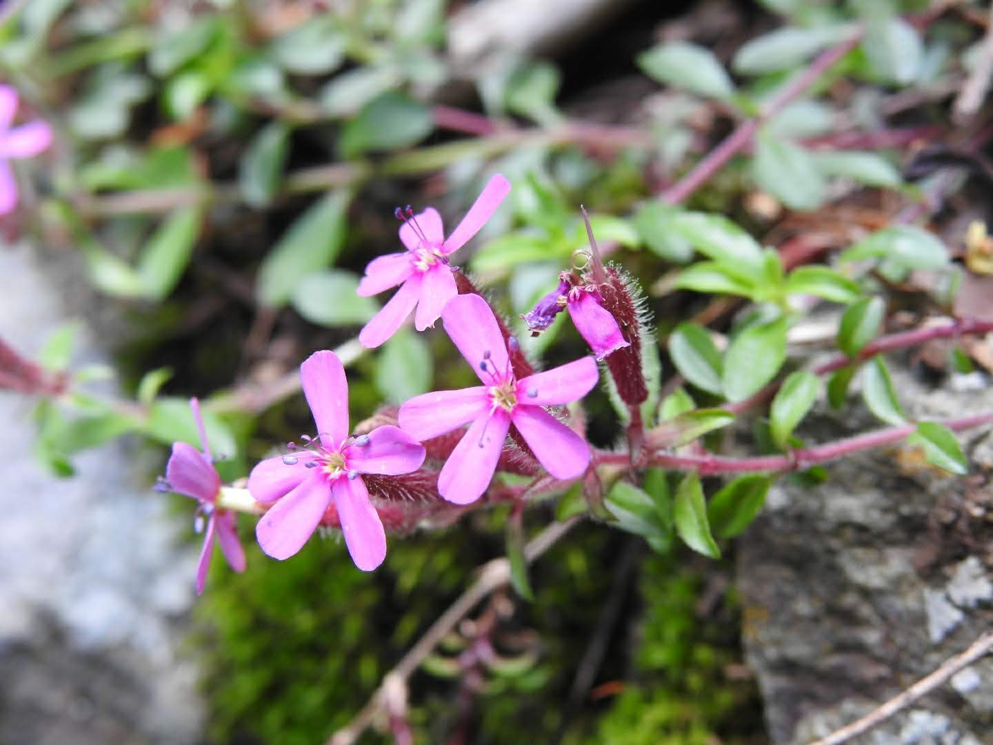 Saponaria ocymoides