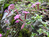Saponaria ocymoides