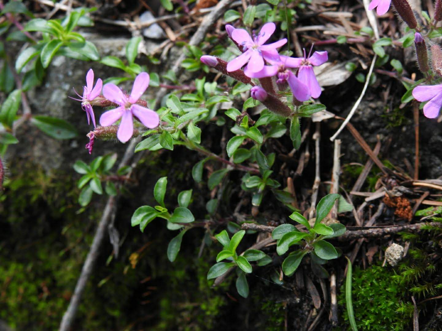 Saponaria ocymoides