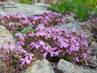 Saponaria ocymoides