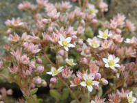 Sedum dasyphyllum