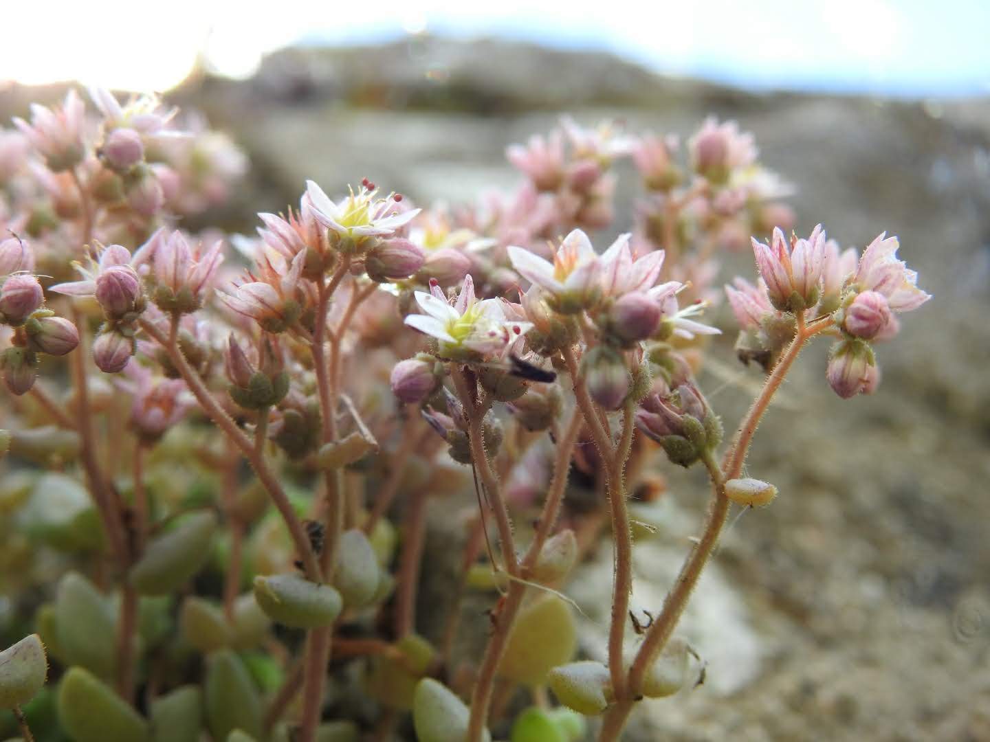 Sedum dasyphyllum