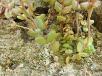 Sedum dasyphyllum