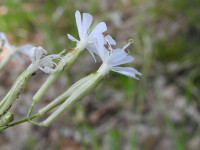 Silene italica