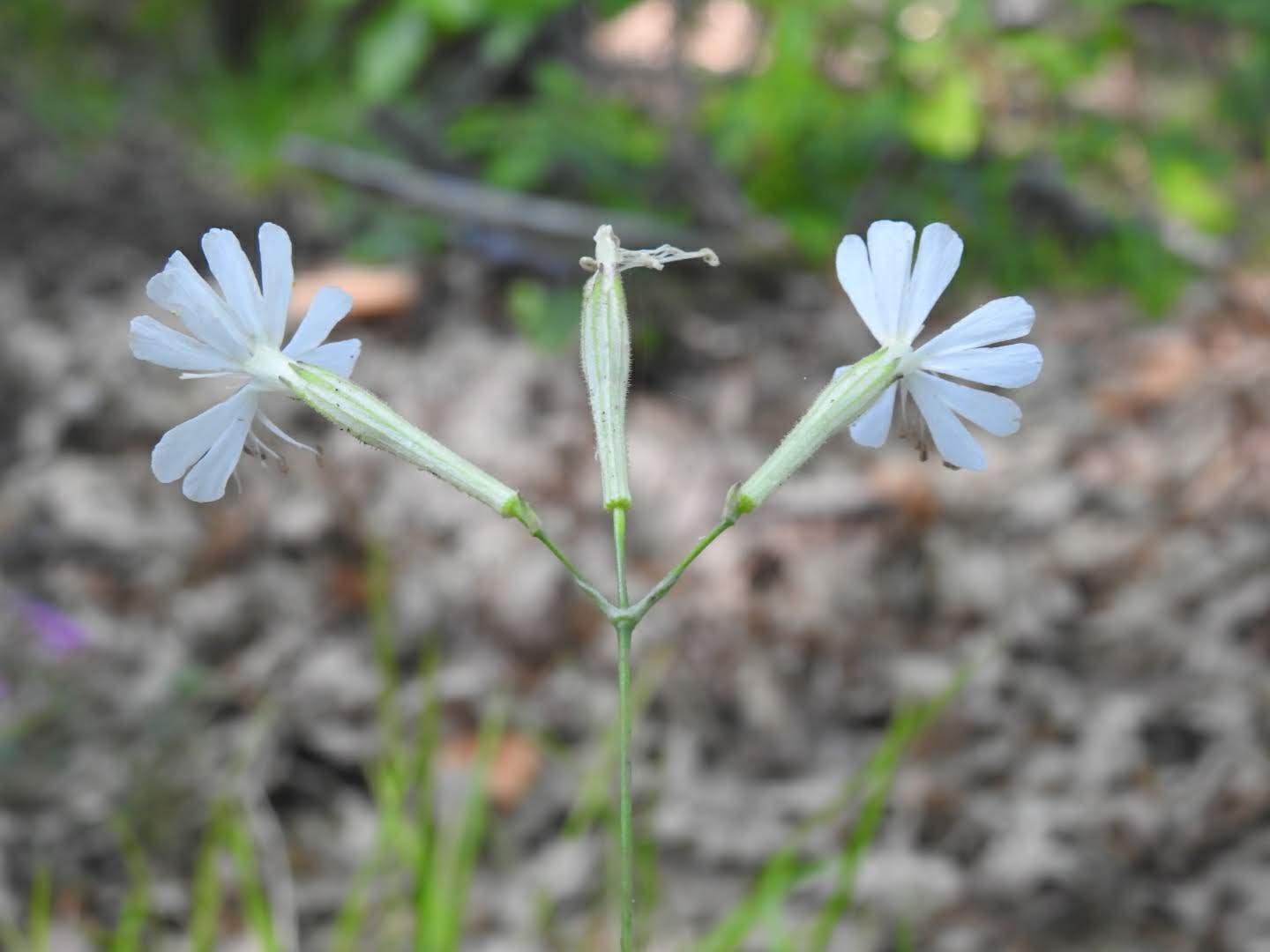 Silene italica