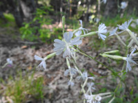Silene italica