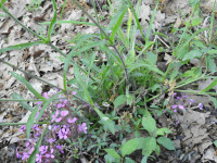 Silene italica