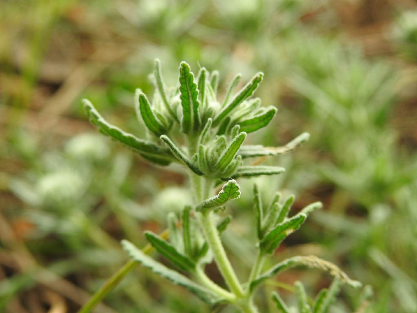 Teucrium capitatum
