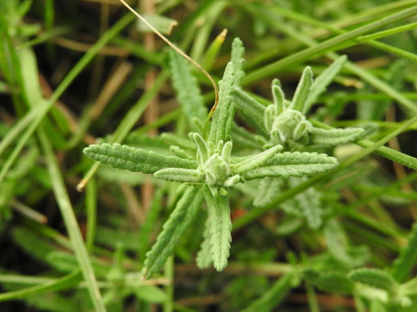 Teucrium capitatum
