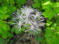 Thalictrum aquilegiifolium