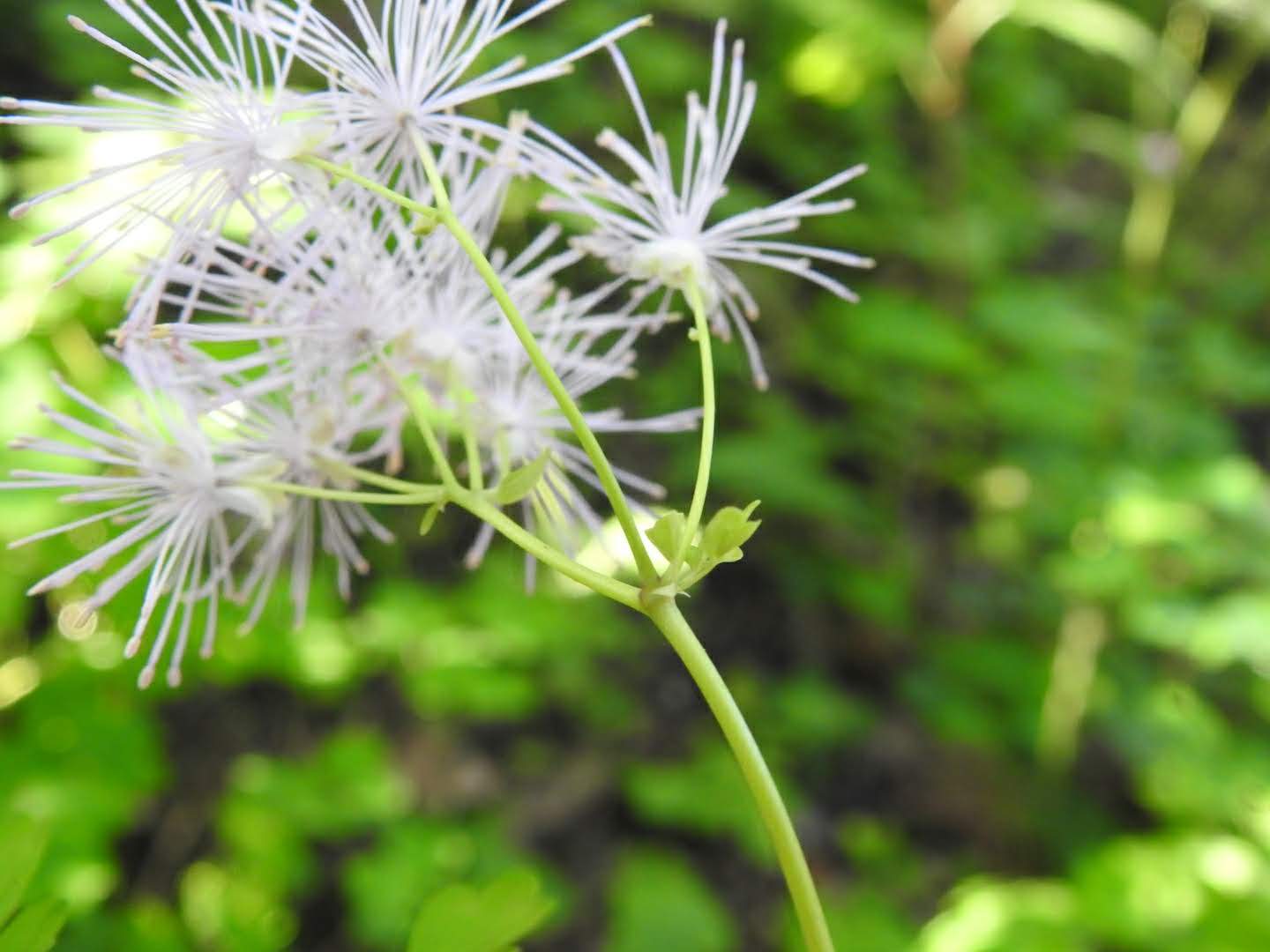 Thalictrum aquilegiifolium
