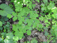 Thalictrum aquilegiifolium
