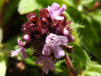 Thymus praecox