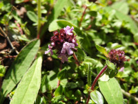 Thymus praecox