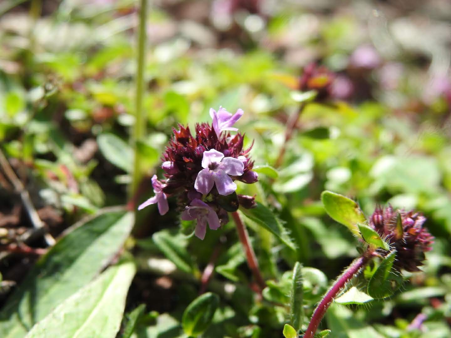 Thymus praecox