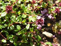 Thymus praecox