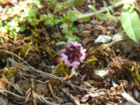 Thymus praecox