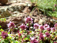 Thymus praecox