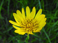 Tragopogon pratensis