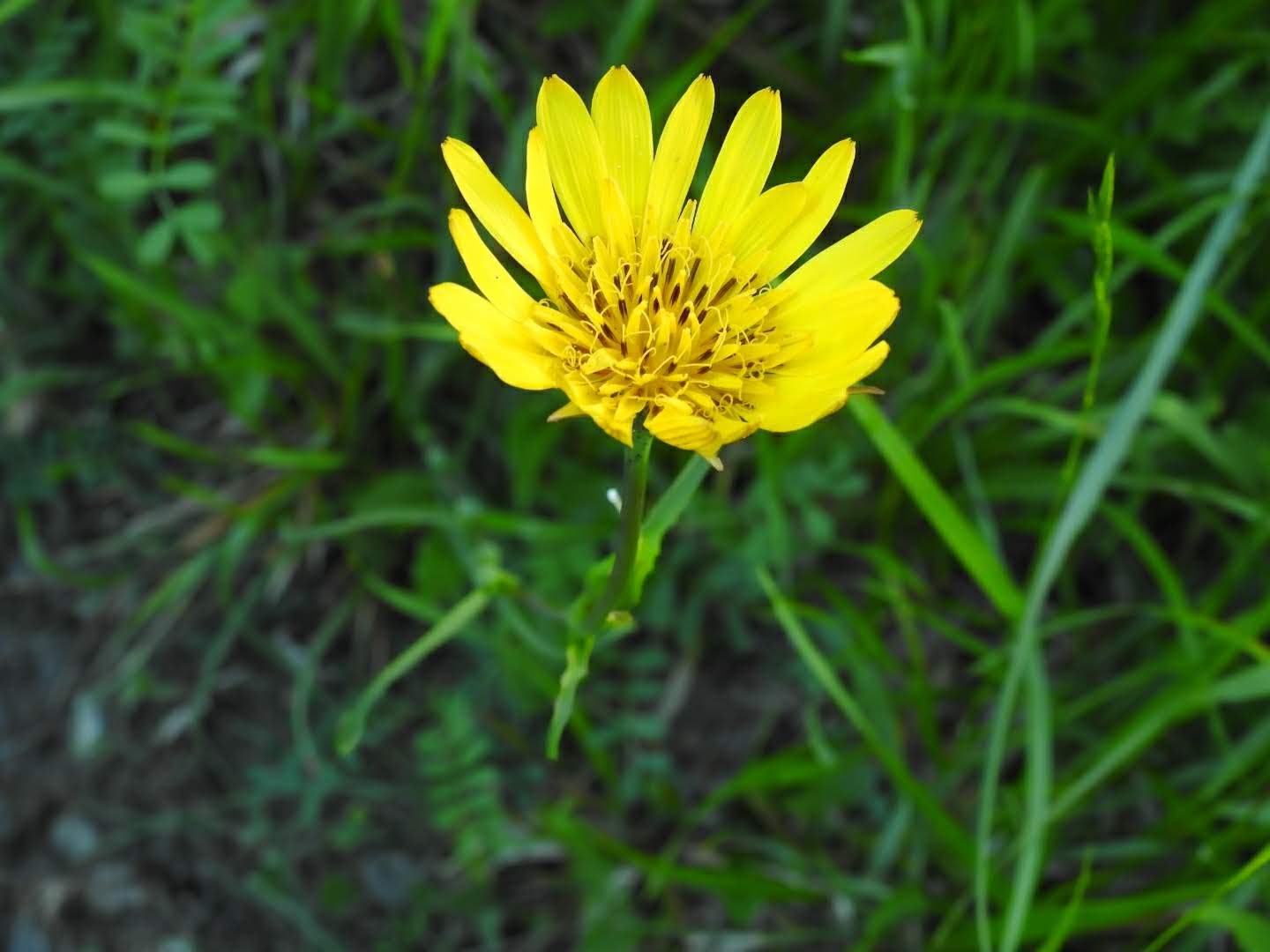 Tragopogon pratensis