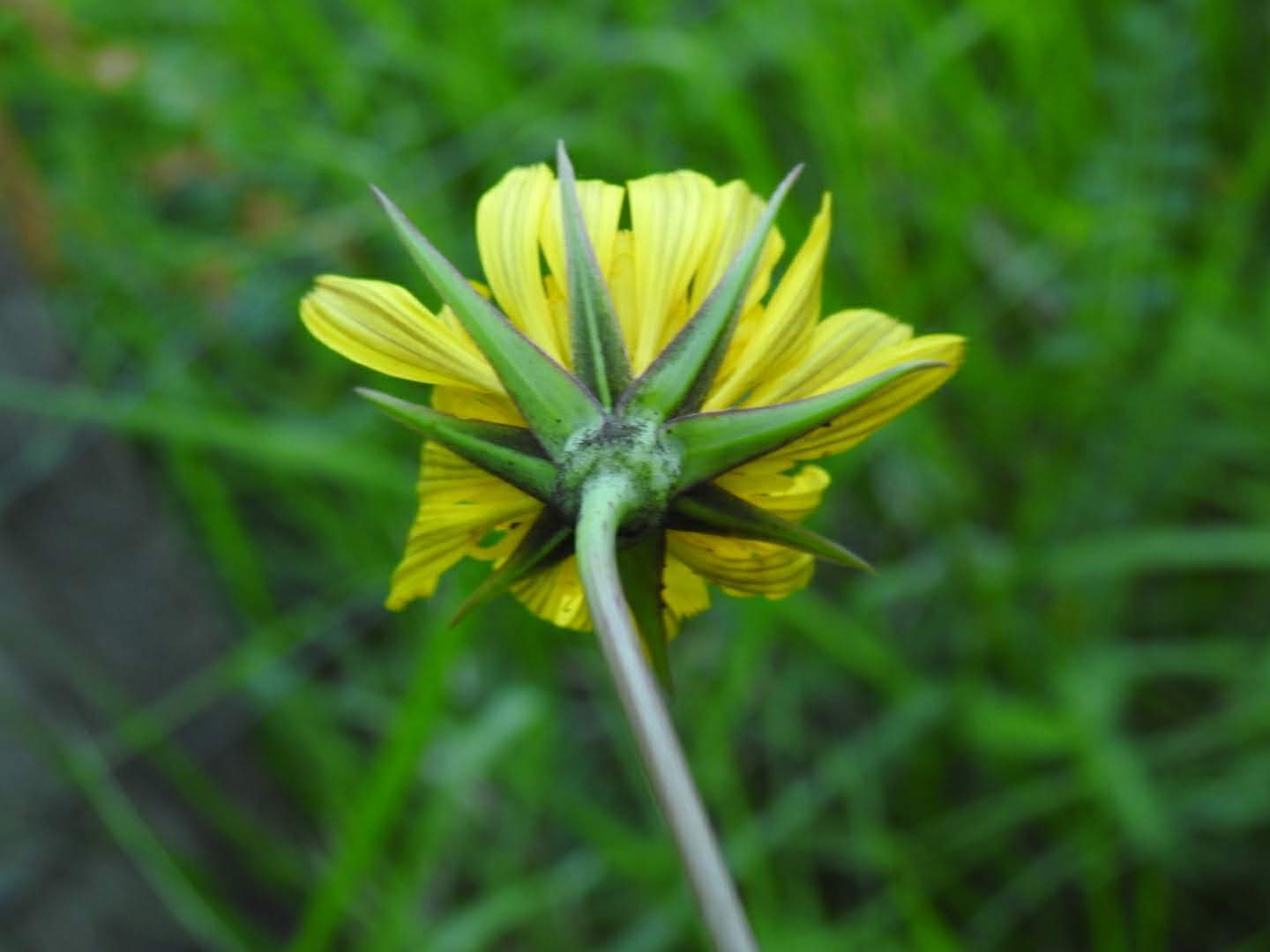 Tragopogon pratensis
