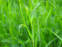 Tragopogon pratensis