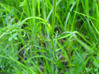 Tragopogon pratensis