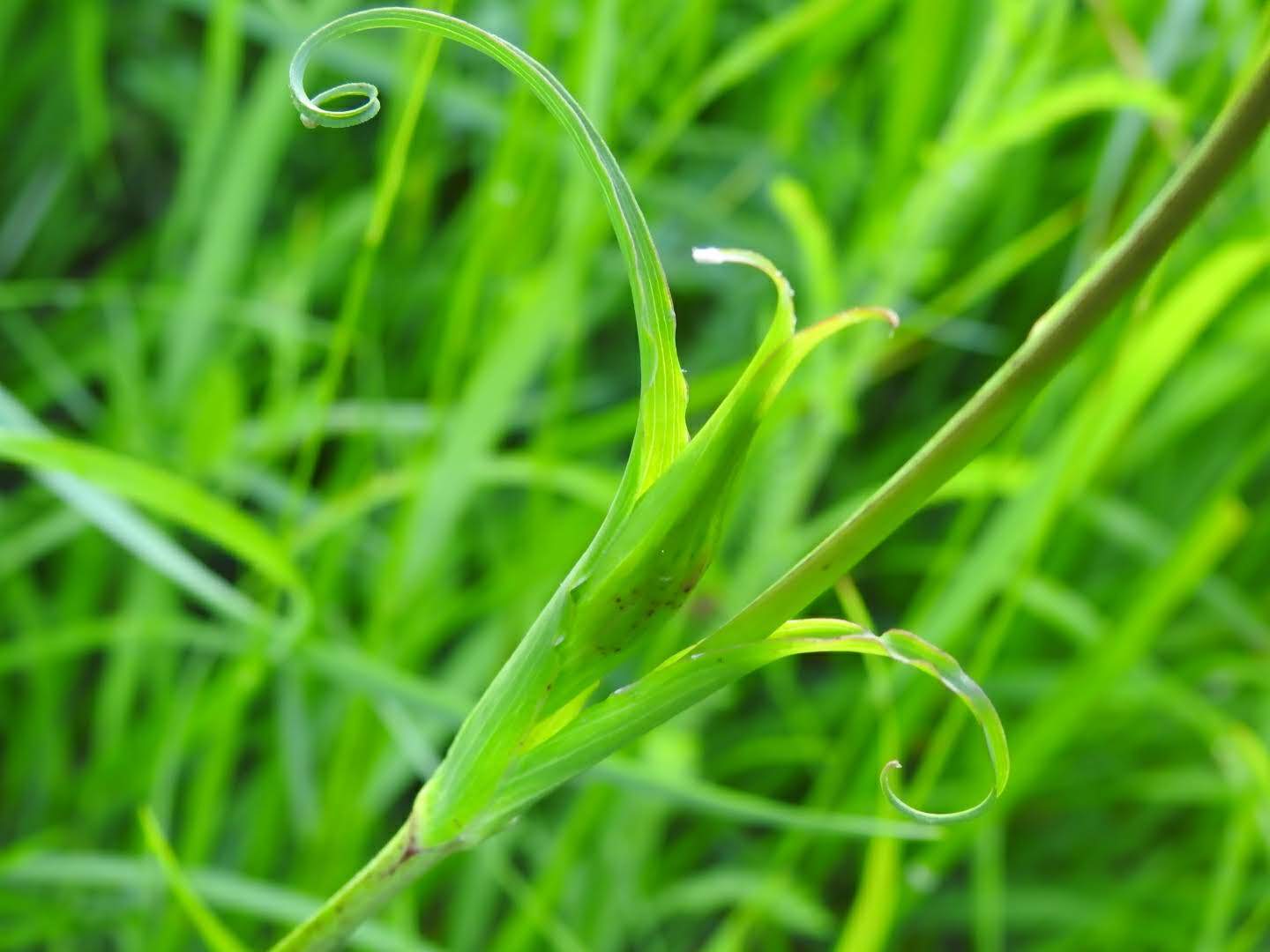 Tragopogon pratensis