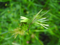 Tragopogon pratensis