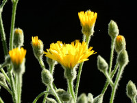 Hieracium tomentosum