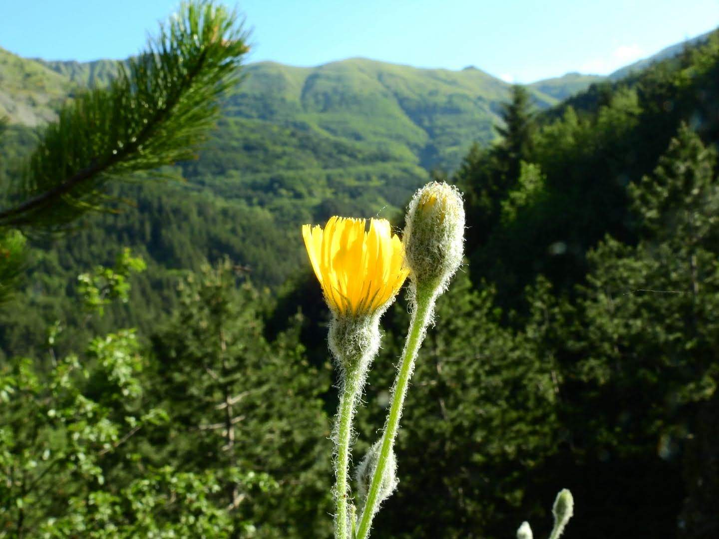 Hieracium tomentosum