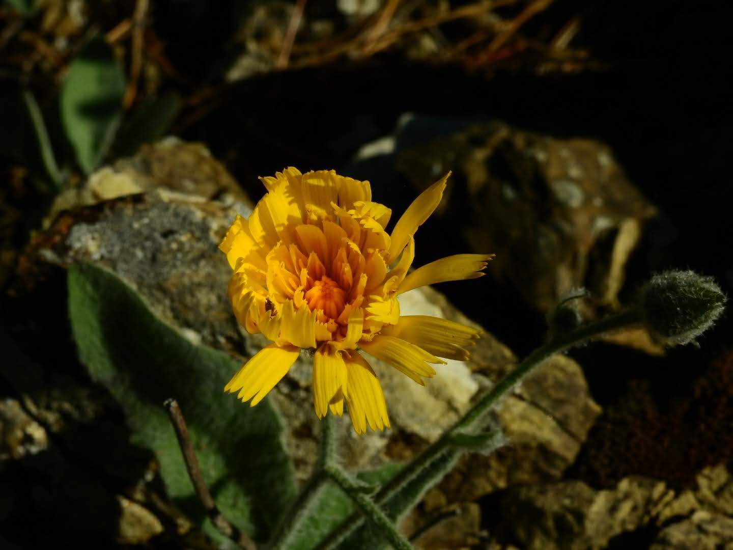 Hieracium tomentosum