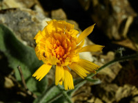 Hieracium tomentosum