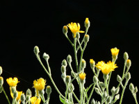 Hieracium tomentosum
