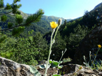 Hieracium tomentosum