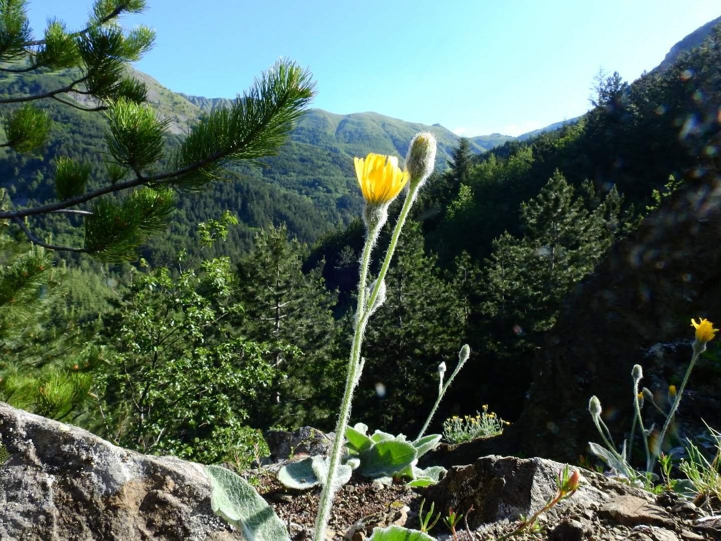 Hieracium tomentosum