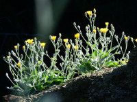 Hieracium tomentosum
